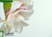 hippeastrum Elvas ® (3)